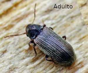 carcoma adulto