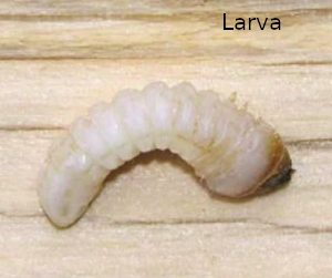 carcoma larva