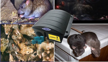 control de plagas de ratas y ratones