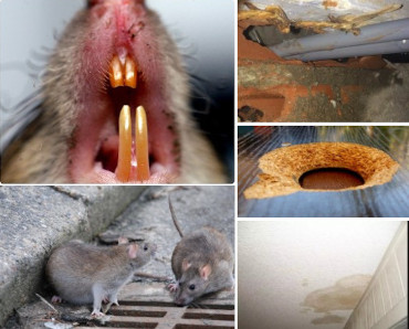 daños ratas y ratones