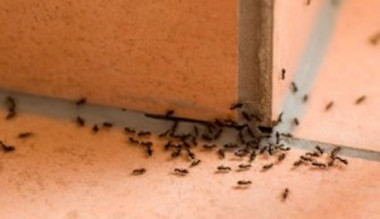 plaga de hormigas