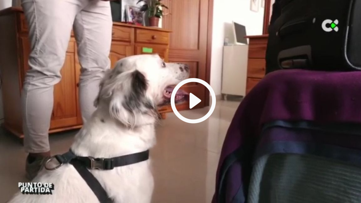 perro detector chinches