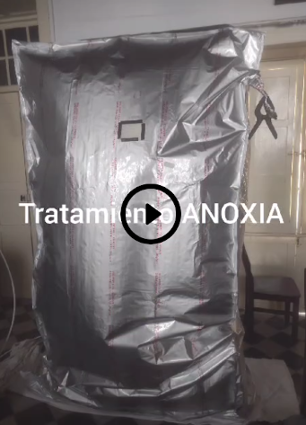 tratamiento - anoxia
